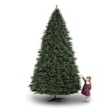 15′ Canterbury Fir Christmas Tree