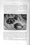 East African Short Headed Frogs Natural History 1896