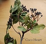 ~Coco Heart~　ビバーナムテイナス　（木の実・ドライフラワー）