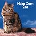 Maine Coon Cats 2007 Calendar by Browntrout Publishers