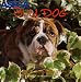 Book Bulldog (Aspca Dog and Cat Breed Series)