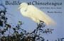 Bird Life at Chincoteague and the Virginia Barrier Islands