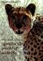 Southern africa spectacular world of wildlife