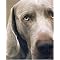 Wonderful Books about Dogs