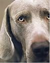 William Wegman Polaroids