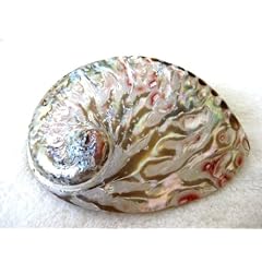 Haliotis africanus - poliert - Abalone Muschel - ca. 8-13cm - Muschelschale