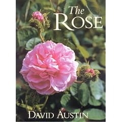 The Rose