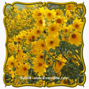 1 Oz Swamp Marigold (Bidens aristosa mutica) Bulk Wildflower Seeds