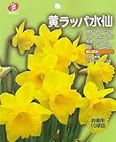 球根お徳用水仙「黄ラッパ水仙」10球入