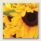 AbsorbaStone Coaster set~ Yellow Sunflower ~4 Tile Drink Coasters ~ code 552C