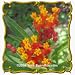 Bloodflower (Asclepias curassavica) Jumbo Wildflower Seed Packet - 1250 Seeds