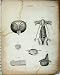 Anatomy Body Organs Humans Encyclopaedia Britannica