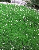 Irish Moss 50 Seeds - Sagina - Perennial