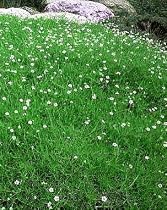 Irish Moss - 50 Seeds - Sagina