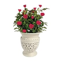 Live Plant - White Lace Vase 4 Inches - with Roses