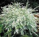Hakuro Nishi Japanese Dappled Willow-Bonsai or Outdoors