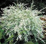 Hakuro Nishi Japanese Dappled Willow-Bonsai or Outdoors