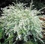 Hakuro Nishiki Japanese Dappled Willow-Bonsai/Outdoors