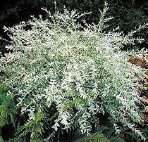 Hakuro Nishi Japanese Dappled Willow-Bonsai or Outdoors