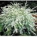 Hakuro Nishi Japanese Dappled Willow-Bonsai or Outdoors