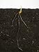 Seedling Wheat Plant Germinating in Soil (Triticum Aestivum) Photographic Poster Print by Nigel Catt