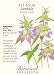 Bee Balm Dotted Mint