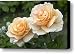 Rose Rosa Sp Just Joey Variety Flowers Canvas Print / Canvas Art - Artist VisionsPictures