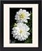 Framed Prints of White Dahlia from Ros Drinkwater