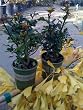 Blue Princess Holly--Two Four Inch Plants
