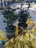 Blue Princess Holly--Two Four Inch Plants