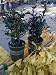 Blue Princess Holly--Two Four Inch Plants