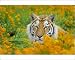 Photographic Prints of TOM-1658 Bengal Tiger - in orange mustard flowers from Ardea Wildlife Pets
