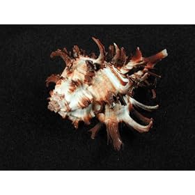 Spiney Murex Shell
