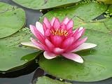 11x14 Digital Art Limited Edition Prints Waterlily Floral Realist Lotus Crimson Crown