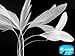 Moonlight Feather | 1 Dozen - Bleached White Stripped Rooster Coque Tail Feathers Craft Costume Supply