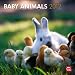 Baby Animals 2012 Square 12X12 Wall Calendar