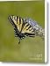 Eastern Tiger Swallowtail on Butterfly bush Canvas Print / Canvas Art - Artist Lara Ellis