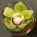 Green Cymbidium Orchid Arrangement Great Graduation or Prom Gift