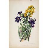 顕花植物の壁の花の古めかしい Shrubbt の在庫の印刷物