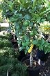 Semi Dwarf Meyer Lemon Tree Five Gallon