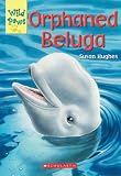 Orphaned Beluga