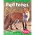 Red Foxes (Pebble Books)
