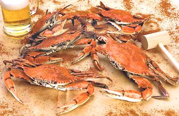 Premium Jumbo Maryland Hard Crabs (Steamed), 1 Bushel by CrabPlace.com