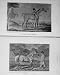 1911 Antique Print Gimcrack Horse Sport Stallion