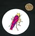 3 button / pin printed with bug, insect, leafhopper, colorful