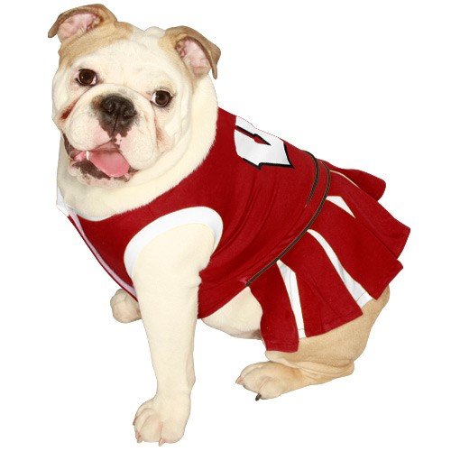 NCAA University of Wisconsin Badgers Cheerleader Dog Outfit, Medium