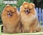 Just Pomeranians