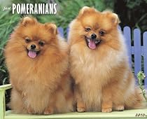 Just Pomeranians 2010 Calendar