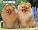 Just Pomeranians 2010 Calendar