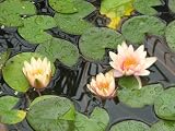 11x14 Digital Art Limited Edition Prints Waterlily Floral Lotus Realist Breaking the Surface